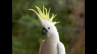 Cockatoo alarm system