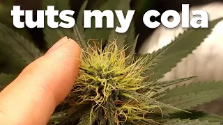 Is it bad to touch buds or colas while flowering?? Brown Colas? Weed experiments