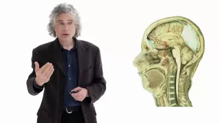 Steven Pinker: Linguistics as a Window to Understanding the Brain | Big Think