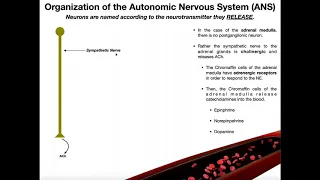 Neurotransmitters in the Autonomic Nervous System EXPLAINED