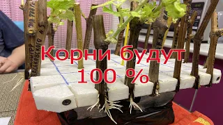 100 % способ укоренения черенков винограда