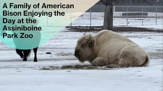 A Family of American Bison Enjoying the Day at the Assiniboine Park Zoo @papaatthezoo