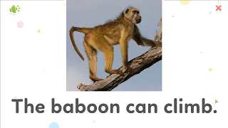 The baboon can climb | Animal names and sounds | Learn English for Kids - Kids vocabulary