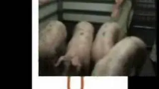 Щипцы для оглушения свиней HAAS TBG100.wmv