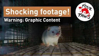 EXPOSED | Shocking footage from a fur farm | FOUR PAWS | www.four-paws.org.au