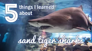 5 Things I Learned about Sand Tiger Sharks
