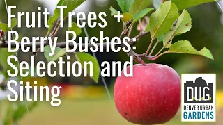 Fruit Trees and Berry Bushes: Selection and Siting