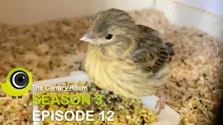 The Canary Room - Season 3 - Episode 12 - The Canary breeding season ends