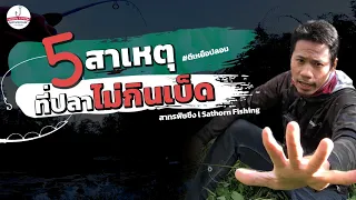 5 สาเหตุที่ปลาไม่กินเบ็ด เทคนิคการตกปลาช่อน สำหรับนักตกปลามือใหม่ l ปลาไม่กินเบ็ด ทําไง