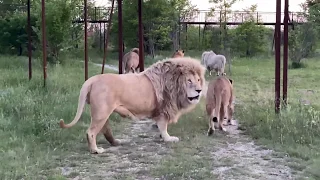 Львы из прайда вожака ВОЗВРАЩАЮТСЯ ДОМОЙ ! Russian Lion man !