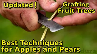 The BEST GRAFTING techniques for APPLES, PEARS and other fruit trees | Update