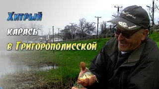 Хитрые караси в Григорополисской.