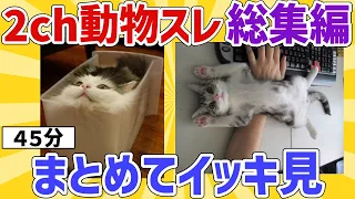 【2ch動物スレ総集編】名作！在宅ワークを邪魔するネッコ／箱入りネッコetc…４５分まとめてイッキ見！