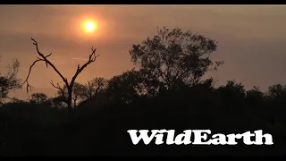 WildEarth - Sunrise  Safari - 29 Sep 2022