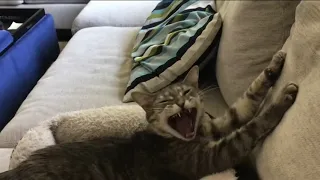 Why does my cat yawn so much?