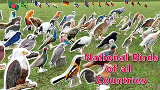 National  Birds of all Countries | Flags and Countries name with National Brids