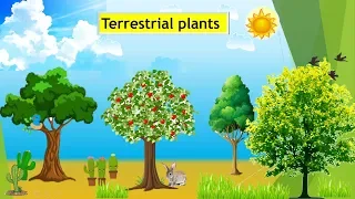 CBSE: Class 4: Terrestrial Plants around us