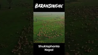 Barahsinghe || Swamp Deer || Shuklaphanta National Park || Cosmic Nepal #shorts