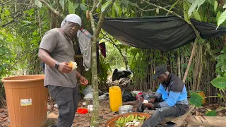 FARMS WITH LOCAL CHEF OSENASE GHANA🇬🇭