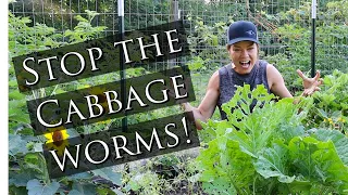 Get Rid of Cabbage Worms-- Natural Solutions