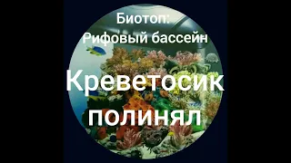 Морской аквариум Биотоп 130 л. Креветосик полинял)