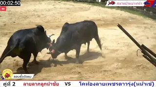 ไฮไลน์รอบรั้วสุดมัน โคลายลาภลูกนำชัย VS โคท้องลายเพชรดาวรุ่ง