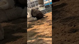Llama mating in zoo || how lamas do pairing ||