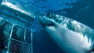 Австралия! Большие Белые АКУЛЫ! AUSTRALIA! GREAT WHITE SHARK!