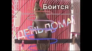 ПОПУГАЙ  1 ДЕНЬ ДОМА/АДАПТАЦИЯ/КОРЕЛЛА КИКИ