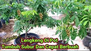 Cara Merawat Lengkeng Di Pot Agar Tumbuh Subur Dan Cepat Berbuah @kebunindratarigan