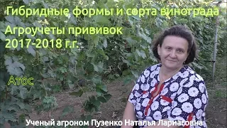 Атос- виноград ультрараннего срока созревания (Пузенко Наталья Лариасовна)