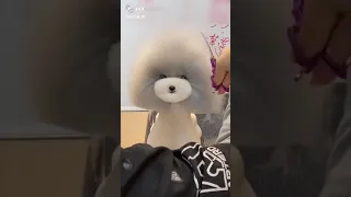 💗Aww - Cute Baby Dog Grooming | Lovely Puppies Haircut #shorts