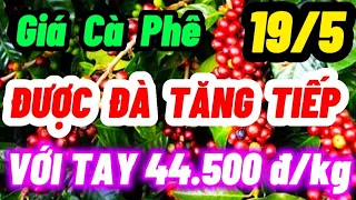 Giá Cà Phê Hôm Nay Ngày 19/5/2022 | ĐƯỢC ĐÀ TĂNG TIẾP : VỚI TAY 44.500 Đ/KG