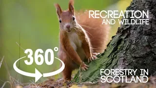 Forestry in Scotland 360 VR (Teaser #1 - "Recreation and Wildlife") - WATCH IN 4K!!