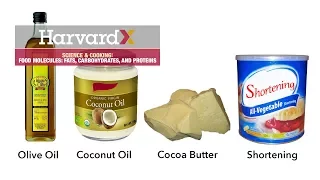 Food molecules: fats, carbohydrates, and proteins