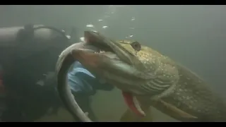 How does a pike attack? a few unusual pike attacks from the net!