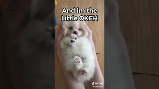 The OKEH Puppy (TikTok dog trend) #shorts