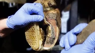 PEELING LAYERS of HOOF HORN away from a recovering cow's foot