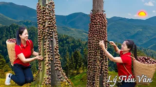 How to harvest Chestnut & Goes to the Market Sell -Harvesting & Cooking || Daily Life