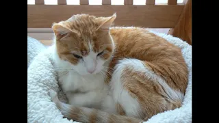 Cat Purring ASMR. 20 minutes instant relax :)