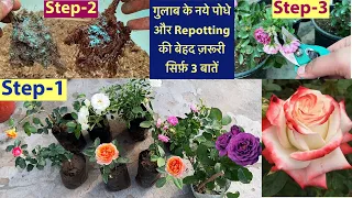 गुलाब के नये पोधों की ख़रीददारी और Repotting की 3 बेहद ज़रूरी बातें || Rose Repotting And Fertiliser