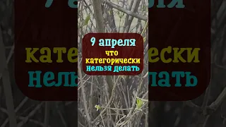 9 апреля народный праздник Матрена Настовица, Вербное воскресенье. Что нельзя делать. Приметы