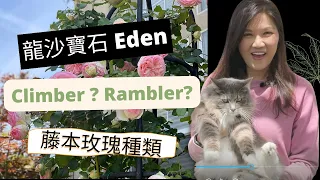 Garden Tour III Eden Rose. 龍沙寶石盛開。你知道climber 和 rambler 有什麼不同嗎?