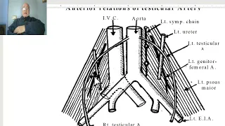 Anatomy of posterior abdominal wall in Arabic 2023 (Gonadal artery) , by Wahdan