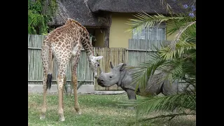 Unbelievable Unlikely Animals Friendships Compilation