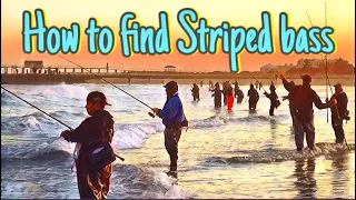 How to find Striped Bass