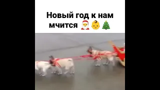 Всё будет хорошо! 🎄 Ваш дед Мороз