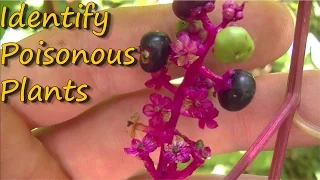 Poisonous Plants Identification - Pt. 1