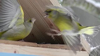 Зеленушка (Chloris chloris) - European greenfinch | Film Studio Aves