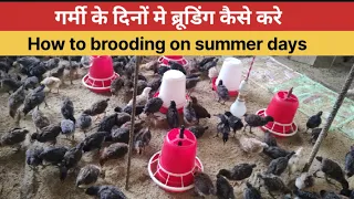 Day-19, गर्मी के दिनों मे ब्रूडिंग कैसे करे।।How to brooding on summer days